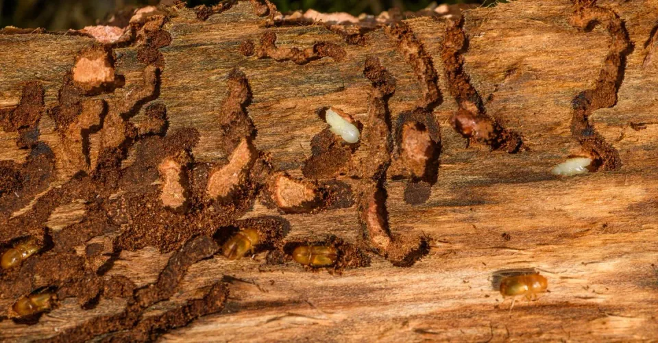 Bark Beetle Larvae — Pest Control