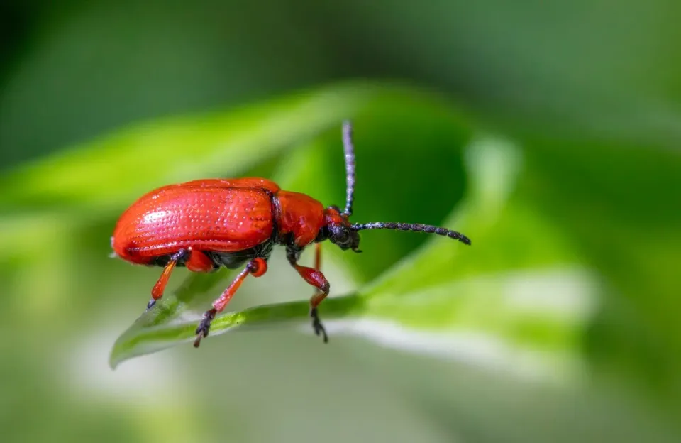 Lily Leaf Beetle — Pest Control Lily Leaf Beetle — Pest Control